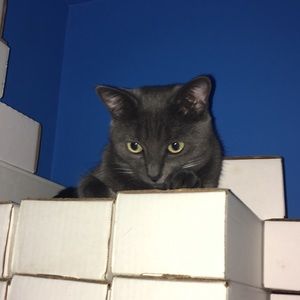 Meet your Posher, Brennan